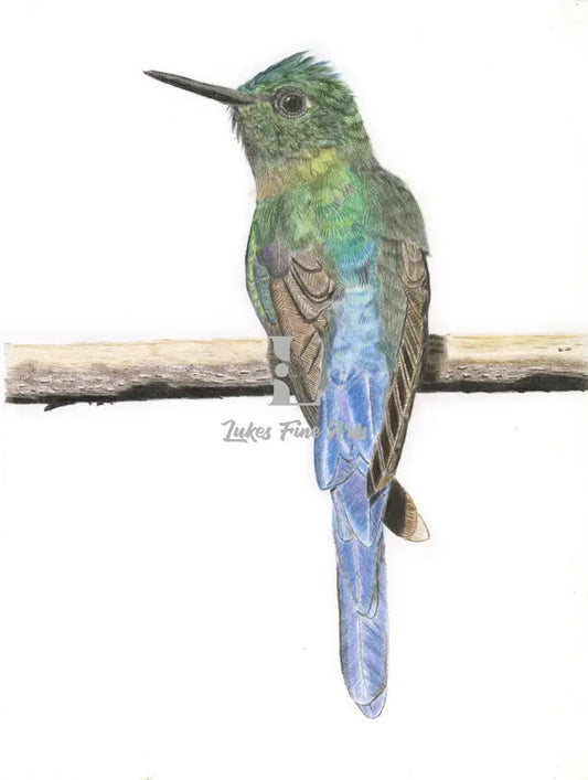 From pigment to plumage: A testament to the precision and vibrancy of colored pencils, this emerald blue hummingbird emerges from the page, its iridescent feathers breathtakingly real.
