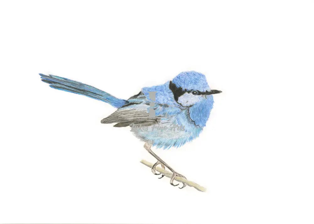From brush to print, a symphony of blues: A Blue Fairy Wren print, a celebration of color, from the cerulean depths of its back to the delicate turquoise shimmer of its chest.