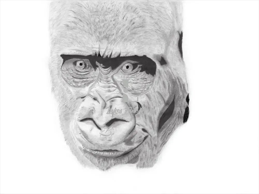 A soulful gaze from the heart of the rainforest: A masterful graphite print captures the captivating intelligence and gentle power of a silverback gorilla.