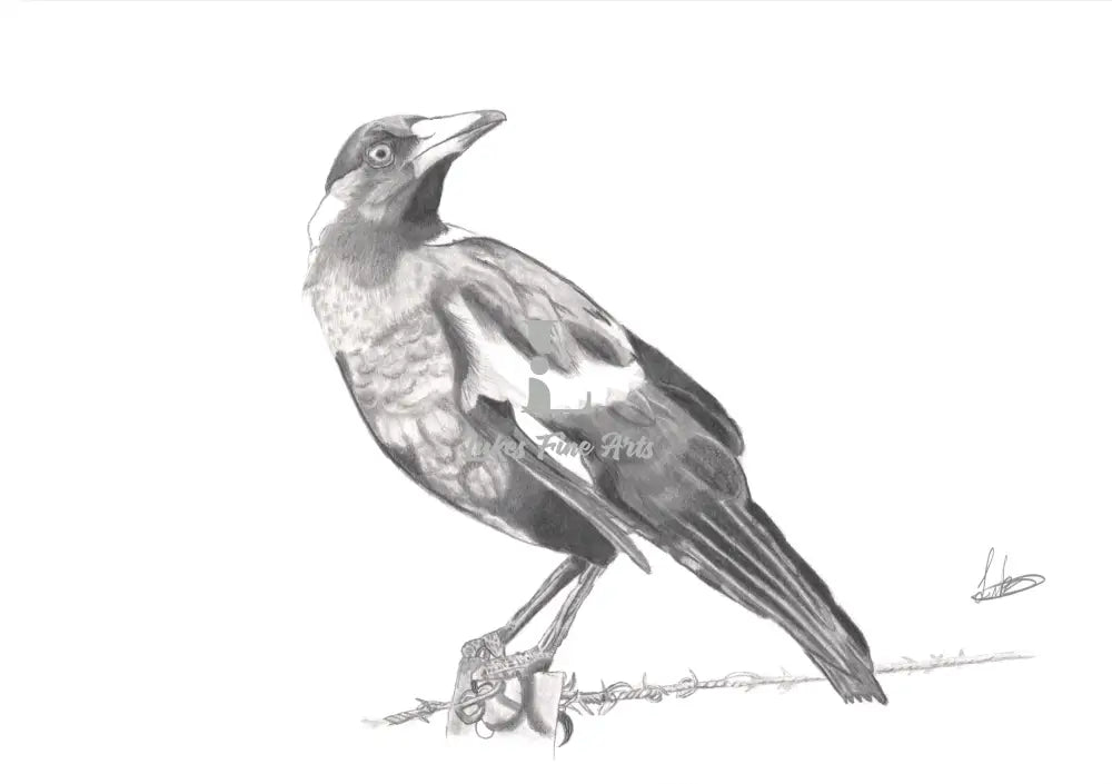 "Intriguing gaze: Graphite portrait captures the intelligence and mischievous gleam of a magpie, its intricate feathers rendered in stunning detail. #magpie #graphiteart #birdart"